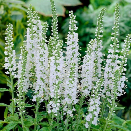 Veronica spicata Candles Snow- rozrazil