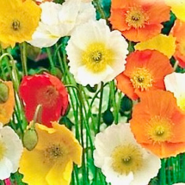 Mák- Papaver nudicaule spring fever Mix