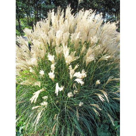 Miscanthus sin. Kleine Fontane