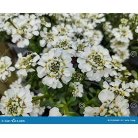 Iberis sempervis. Snowdrift- Iberka