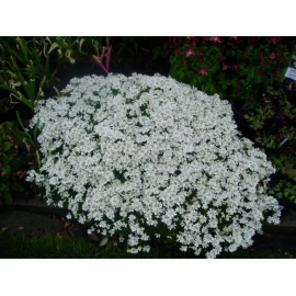 Arabis caucasica Little Treasure White- Huseník kavkazský