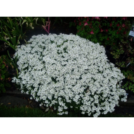 Arabis caucasica Little Treasure White- Huseník kavkazský