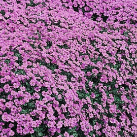 Tařička -Aubretia 'Axcent Antique Rose'