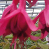 Christel Sembach Krone