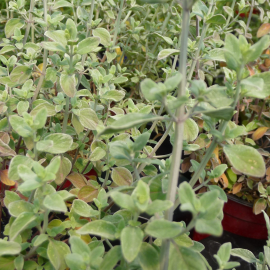 Micromeria fruticosa-Izraelská horská bylina
