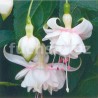 Sofie Michiels Fuchsie (Šl. Carol Roes, NL, 2002)