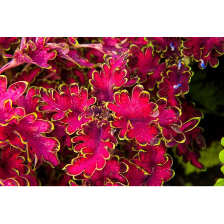 Africká kopřiva  Malibu Red Green