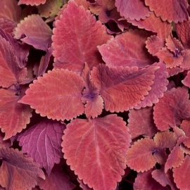 Africká kopřica-Coleus Copa Copper