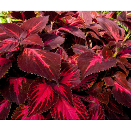 Africká kopřiva Coleus Copa King Henry