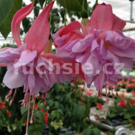 Hollywood fuchsie