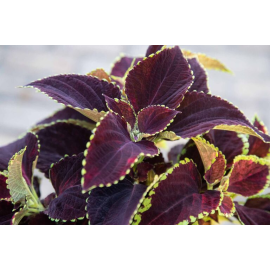 Africká kopřiva Coleus Mezmerise Chocolate