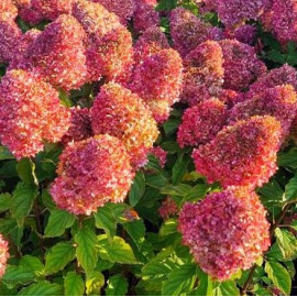 Hydrangea paniculata  Grandiflora- Magical Fire 