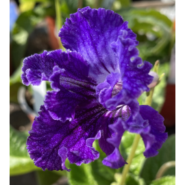 Streptocarpus - Tořivka, modrá s krajkovým lemem