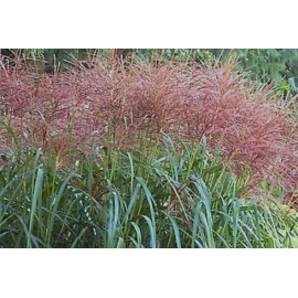 Miscanthus sinensis - Ozdobnice čínská