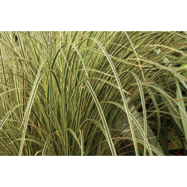 Carex brunea 