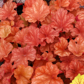 Dlužicha (Heuchera Rio)