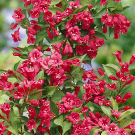 Vajgélie (Weigela Bristol Ruby)