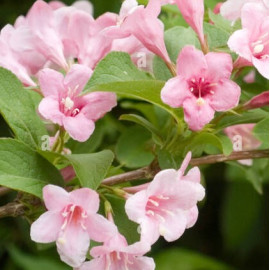 Vajgélie (Weigela Splendit)