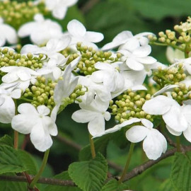 Viburnum plicatum "Shasta" (Kalina)