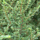 Jilm Čínský - Ulmus parviflora"Sagei"