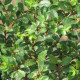 Jilm Čínský - Ulmus parviflora"Sagei"