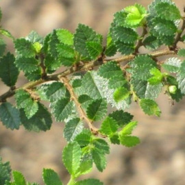 Jilm Čínský - Ulmus parviflora"Sagei"