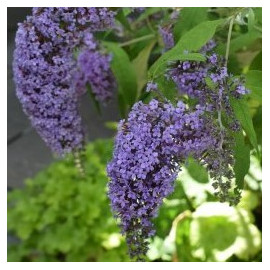 Buddleja Dav. Wisteria Lane, Komule, motýlí keř, letní šeřík
