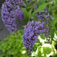 Buddleja Dav. Wisteria Lane, Komule, motýlí keř, letní šeřík