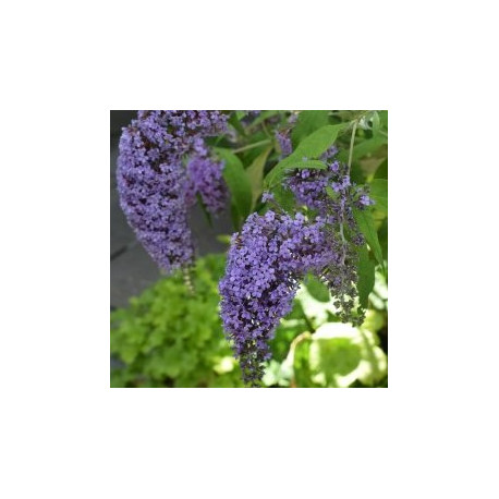 Buddleja Dav. Wisteria Lane, Komule, motýlí keř, letní šeřík