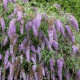 Buddleja Dav. Wisteria Lane, Komule, motýlí keř, letní šeřík
