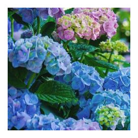 Hydrangea macr. "Renate Steiniger"