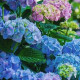 Hydrangea Macr.Blaumeise