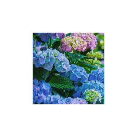 Hydrangea Macr.Blaumeise