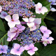 Hydrangea Red Power- Hortenzie velkolistá