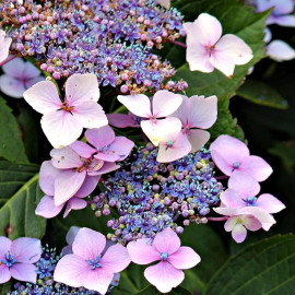 Hydrangea Red Power- Hortenzie velkolistá