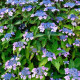 Hydrangea Red Power- Hortenzie velkolistá