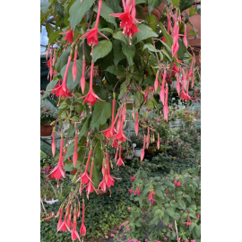 Mantilla Fuchsie (Reiter USA  1948)