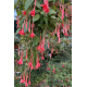 Mantilla Fuchsie (Reiter USA  1948)