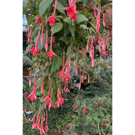 Mantilla Fuchsie (Reiter USA  1948)