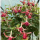 De Groot's Morgenrood Fuchsie