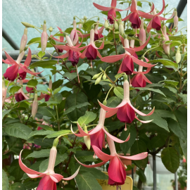 De Groot's Morgenrood Fuchsie