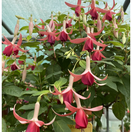 De Groot's Morgenrood Fuchsie