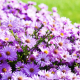  	Astra podzimní (Aster Dumosus)- růžová