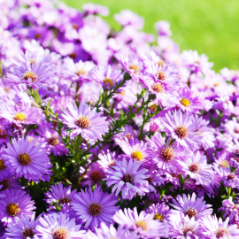  	Astra podzimní (Aster Dumosus)- růžová