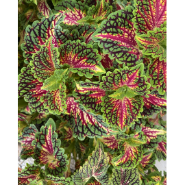 Africká kopřica- Coleus  Stain. Glass. Magnificent Mile