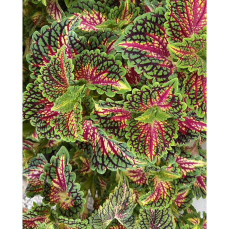 Africká kopřica- Coleus  Stain. Glass. Magnificent Mile