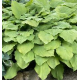 Bohyška, Hosta  Age of Gold