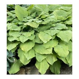 Bohyška, Hosta  Age of Gold