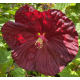Ibišek bahenní-Hibiscus x moscheutos- Crambery Crush, karmínově červený