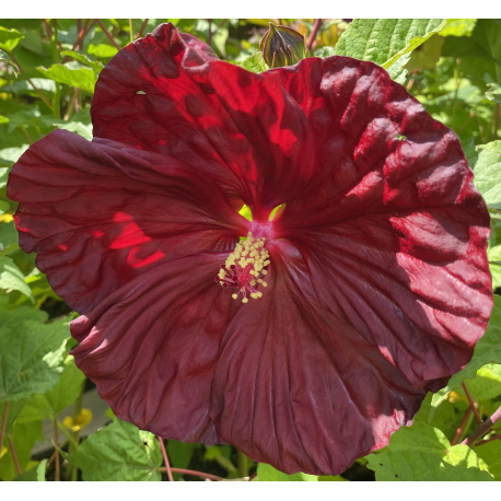 Ibišek bahenní-Hibiscus x moscheutos- Crambery Crush, karmínově červený